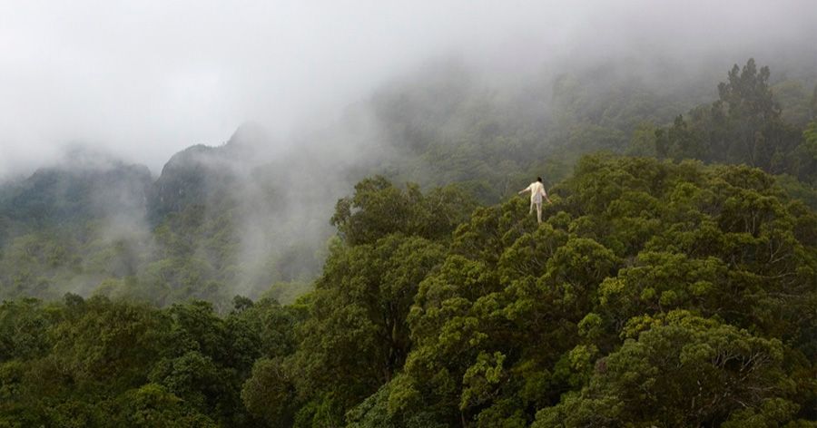 The Tree Walker, 2013